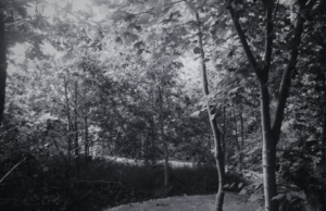 Black and white photograph of a forest